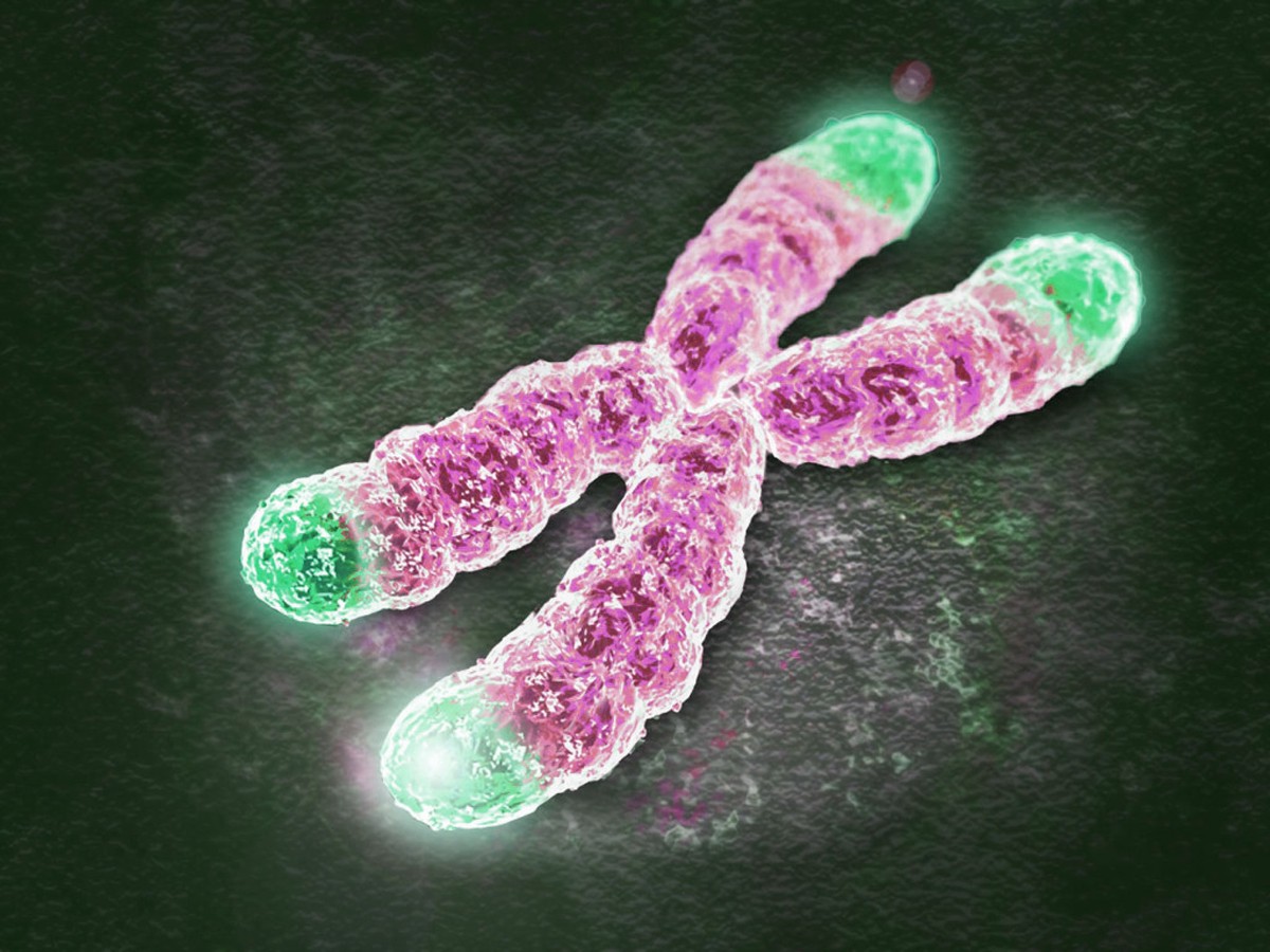 I telomeri – Upbiotech